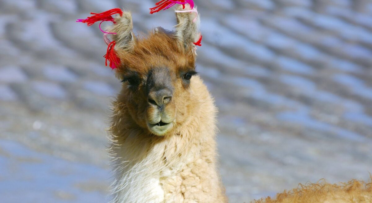 Traveler at El Alto–La Paz airport window looking out at airplanes with the snow-capped Andes in the distance