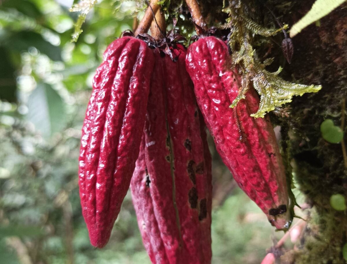 Traveler on a rainforest trail surrounded by dense green vegetation in the Ecuadorian Amazon