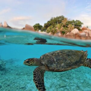 Tropical Seychelles beach on Praslin with white sand, turquoise water and granite boulders under a blue sky