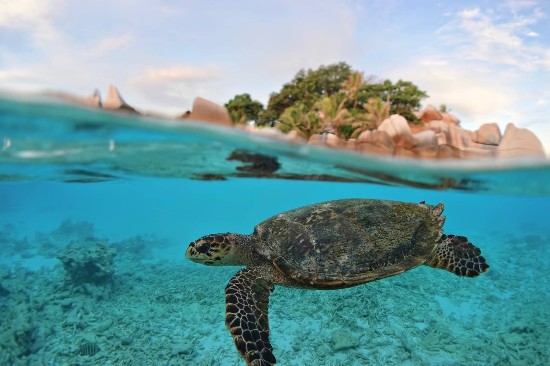Tropical Seychelles beach on Praslin with white sand, turquoise water and granite boulders under a blue sky