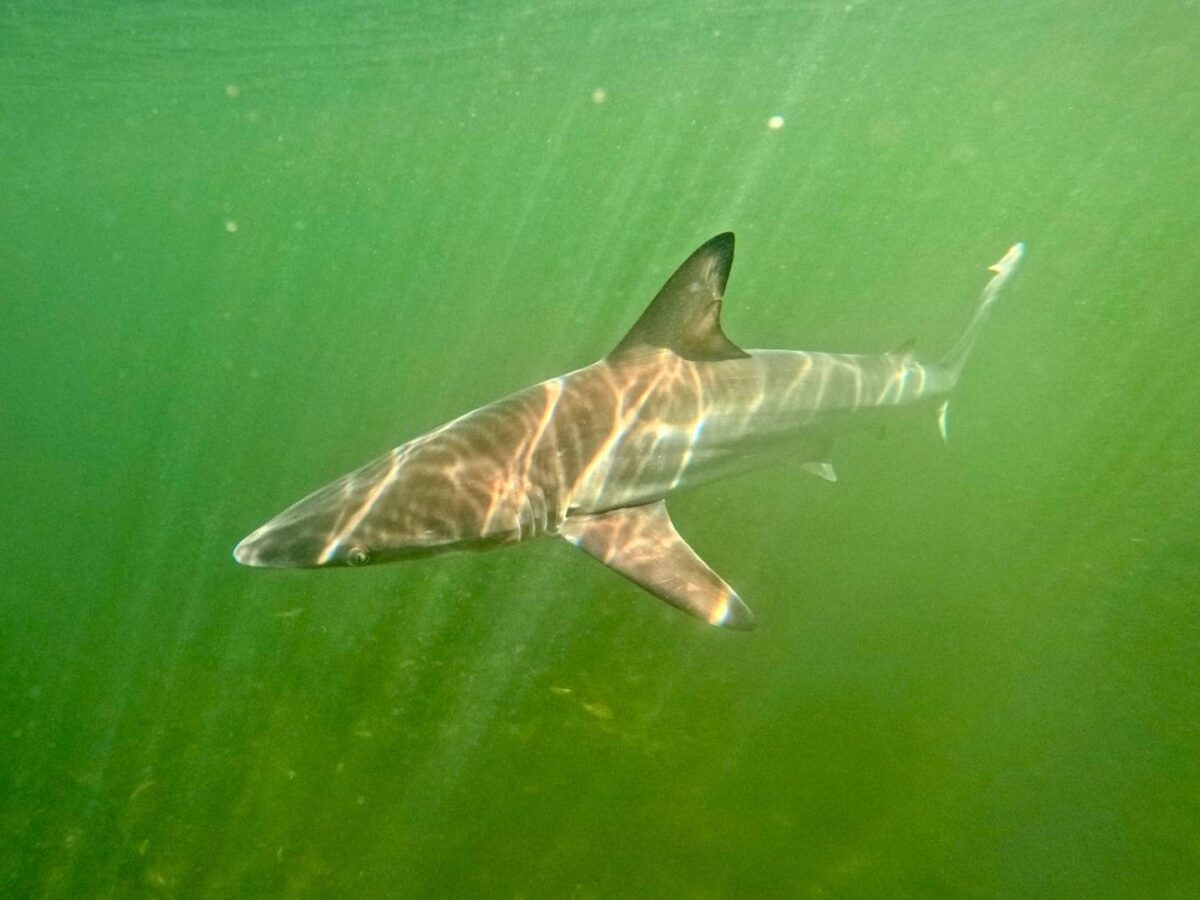 Two kayakers paddling along a rocky Galapagos coastline with sea lions on the shore