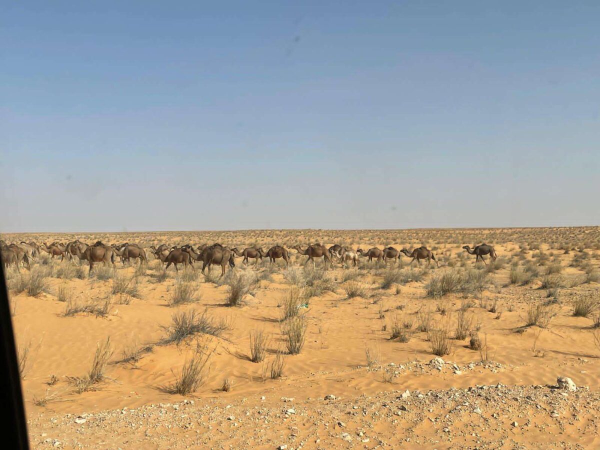 View of Djerba beach and sea at sunrise with a suitcase and hat in the foreground symbolising departure from Tunisia