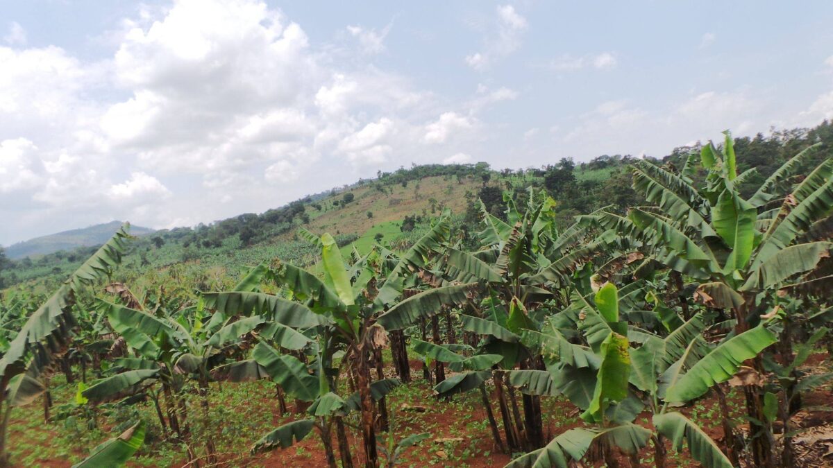 View of Mount Kenya’s rugged peaks above green forest and river valley under a clear blue sky