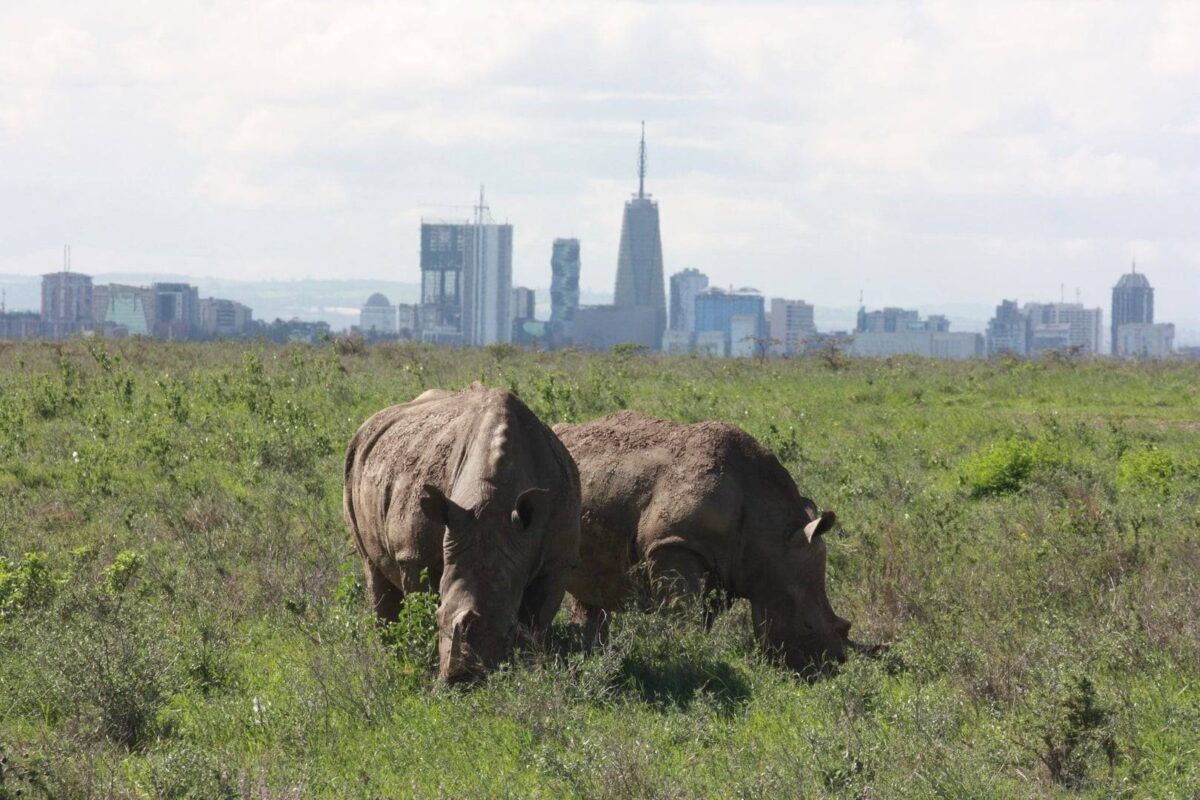 View of Nairobi skyline at dusk with modern buildings and a park in the foreground.