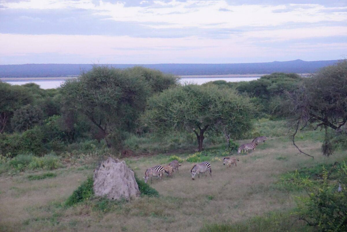 View over Lake Manyara with flamingos along the shoreline and forested slopes rising behind