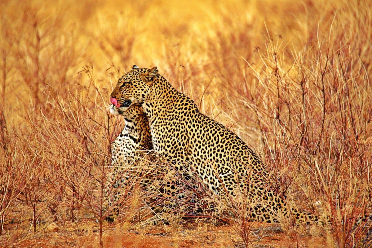 View over Nairobi with a mix of modern buildings and green areas under a clear sky, representing arrival in Kenya’s capital