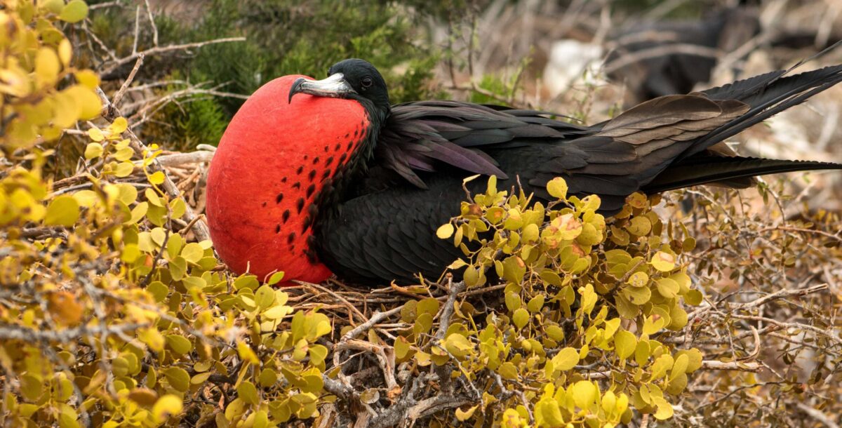 View over the coastline of San Cristobal Island with dry vegetation and the Pacific Ocean, home to frigatebirds