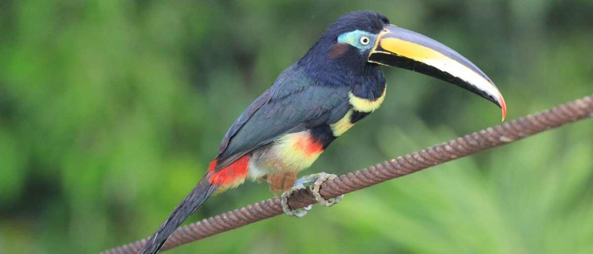 Waterfall hidden in dense rainforest near Shuar territory in Ecuador