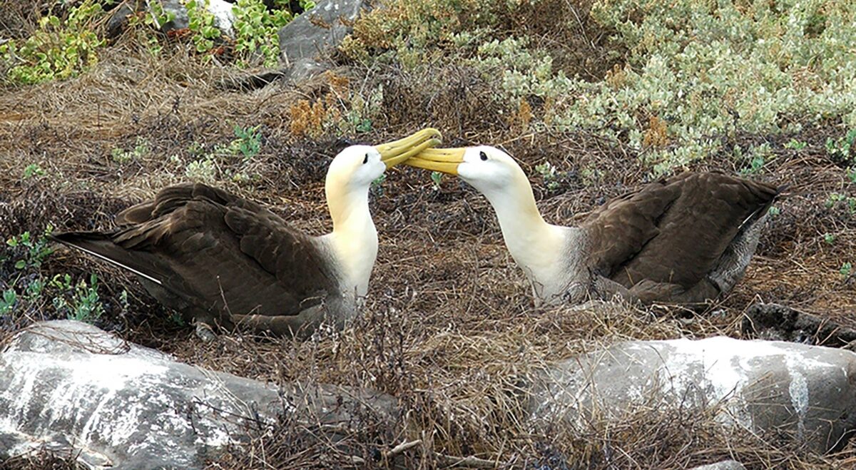 Waved albatross standing on rocky ground on Española Island with sea cliffs in the background