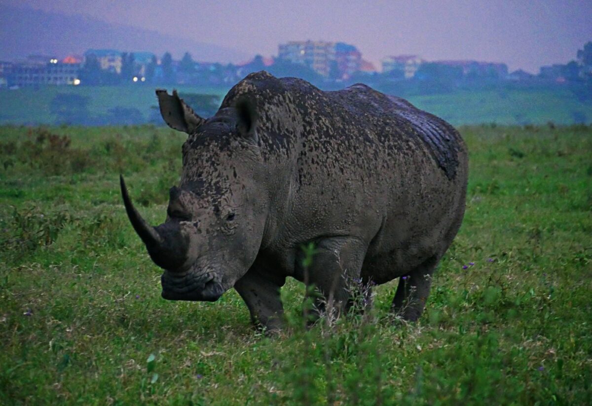 White rhino grazing near the shores of Lake Nakuru with acacia trees and Rift Valley cliffs in the background