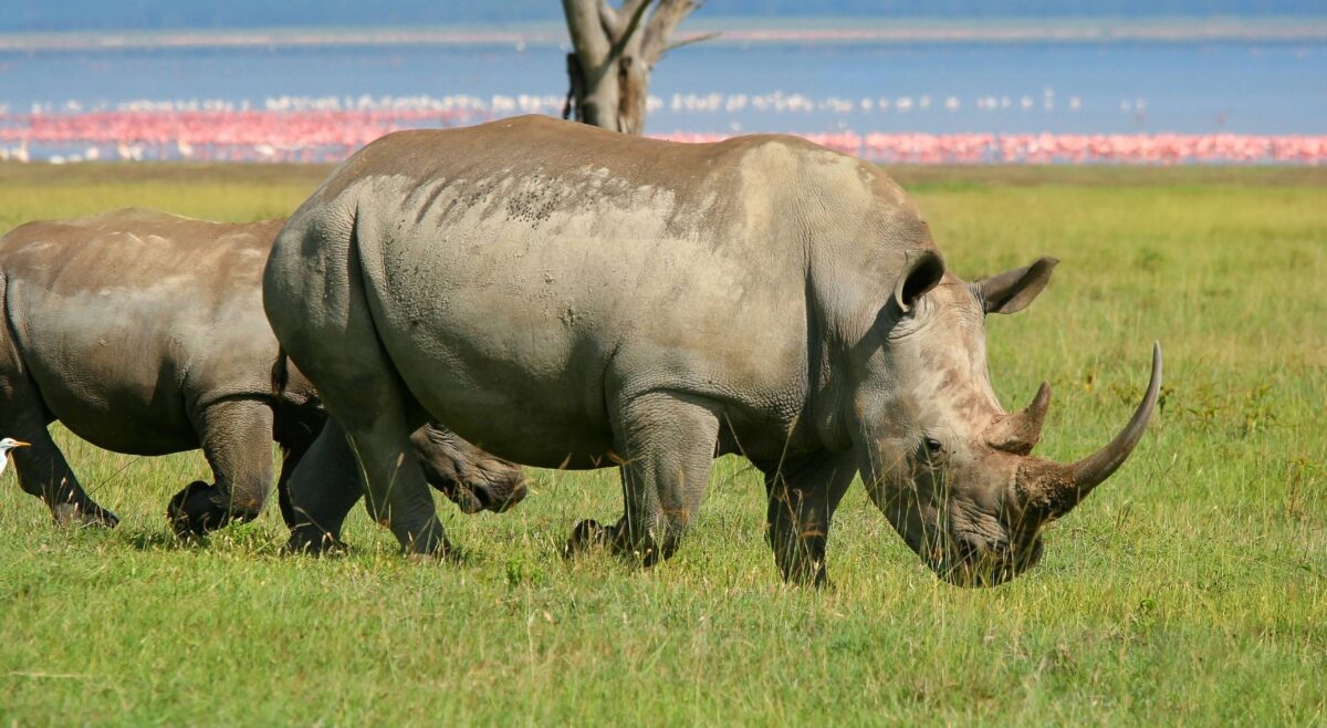 White rhinoceroses grazing on open grassland in Lake Nakuru National Park, Kenya