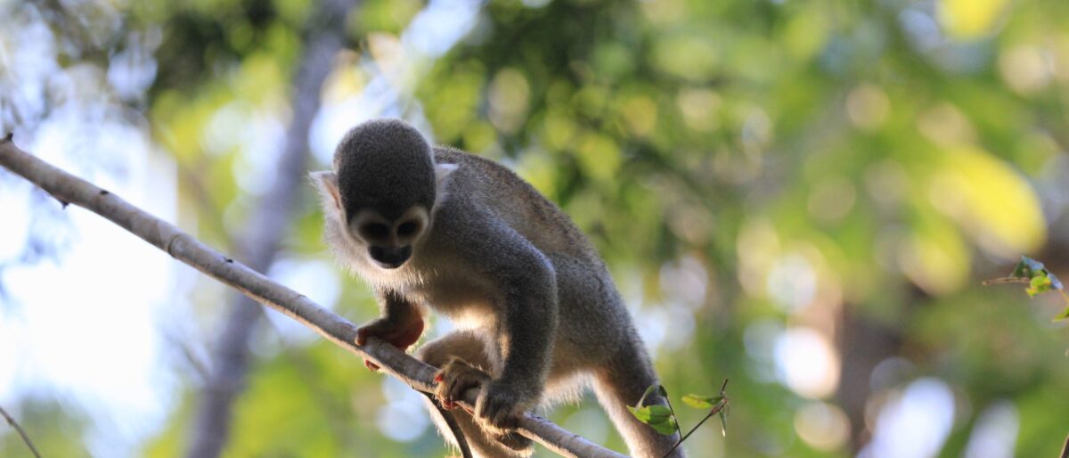 Wooden canoe on a calm Amazon tributary surrounded by lush green rainforest